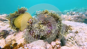 Clown fish Amphiprion ocellaris swim family group in polyps poisonous dangerous anemones in symbiotic neighborhood