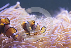 Clown Fish swimming in sea anemones in aquarium