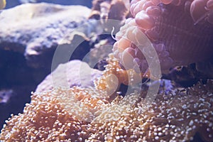 Clown Fish swimming in sea anemones in aquarium