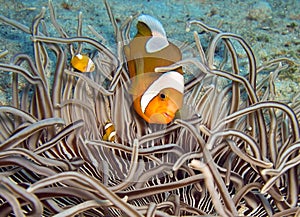 Clown fish (Amphiprion Percula) in the filipino sea January 13, 2012