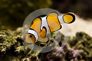 Clown fish amphiprion percula known as nemo photo