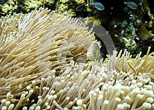 Clown fish amphiprion under the protection of stinging Sea Anemone Coral in the Indian Ocean