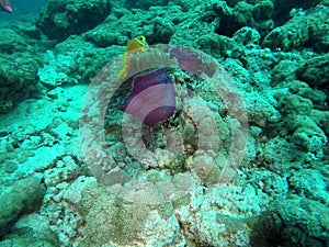 Clown fish - Amphiprioninae Symbiotic life with Sea Anemone