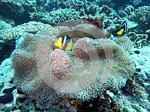 Clown fish - Amphiprioninae Symbiotic life with Sea Anemone