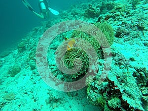 Clown fish - Amphiprioninae Symbiotic life with Sea Anemone