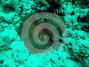 Clown fish - Amphiprioninae Symbiotic life with Sea Anemone