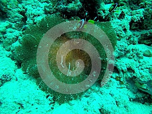 Clown fish - Amphiprioninae Symbiotic life with Sea Anemone