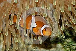 Clown fish and anemone photo