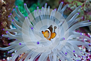 Clown Fish in the Anemone