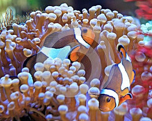 Clown fish and anemone