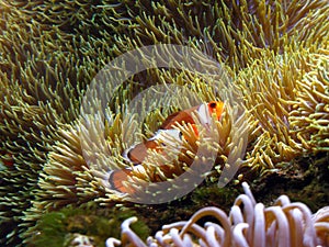 Clown Fish Anemone