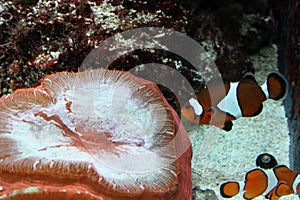 Clown fish and anemone photo