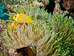 Clown Fish and anemone in coral reef photo