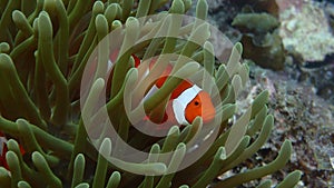 Clown fish in anemone coral reef of indonesia nemo