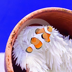 Clown fish or anemone fish