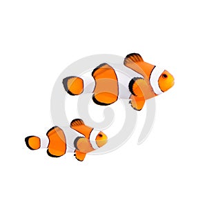 Clown fish or anemone fish