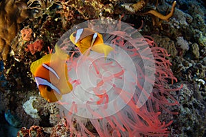 Clown fish and anemone - Red Sea