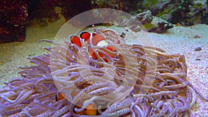 Clown fish, Anemonefish Amphiprion ocellaris swim among the tentacles of anemones, symbiosis of fish and anemones