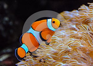 Clown fish, Anemonefish (Amphiprion ocellaris) swim among the tentacles of anemones, symbiosis of fish and anemones