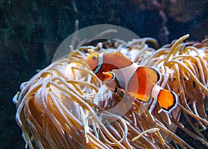 Clown fish, Anemonefish (Amphiprion ocellaris) swim among the tentacles of anemones, symbiosis of fish and anemones