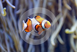 Clown fish aquarium