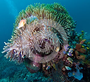 Clown-fish and big anemone, Indonesia