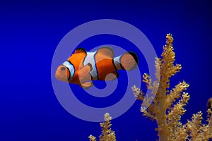 Clown fish in blue ocean