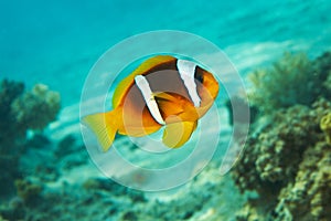 Clown Fish, blue water, coral reef - Red Sea anemo