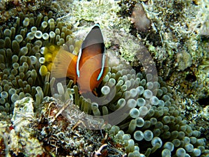 Clown Fish in bubble tip anemone