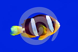 Clown fish Clark clown and aquarium on blue background