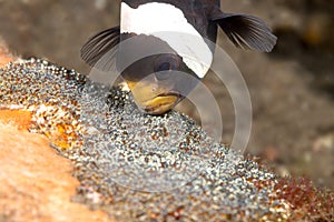 Clown fish cleaning eggs