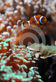 Clown fish and coral