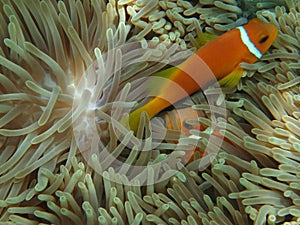 Clown Fish and coral, Fihalhohi, Maldives