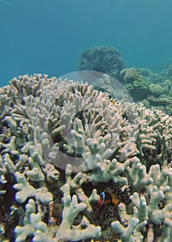 Clown fish on a coral head on the Great Barrier Reef