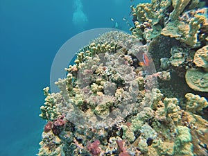 Clown fish on a coral head on the Great Barrier Reef