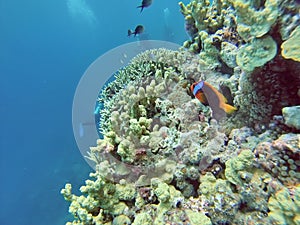 Clown fish on a coral head on the Great Barrier Reef