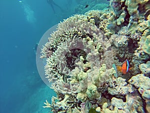 Clown fish on a coral head on the Great Barrier Reef