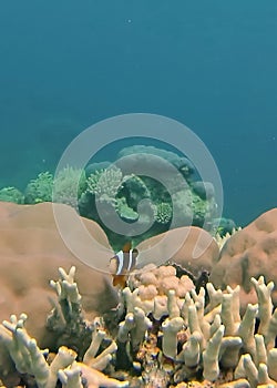 Clown fish on a coral head on the Great Barrier Reef