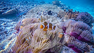 Clown fish on a coral reef, in Perhentian Island, Malaysia