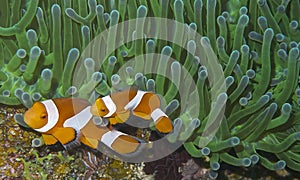 Clown fish couple in green sea anemone, Balicasag Island, Panglao, Bohol, Philippines