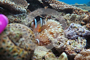 Clown fish photo
