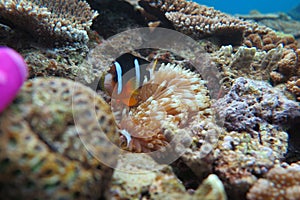 Clown fish