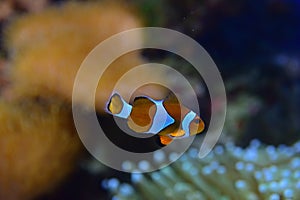 Clown fish with different corals in the background particularly recognizable Sea Anemone on the bottom right
