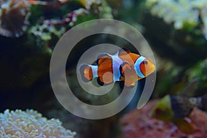 Clown fish with different types of coral in the background and a pajama cardinalfish on the bottem right behind