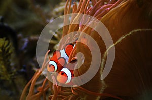 Clown Fish from the famous Disney Pixar movie Finding Nemo
