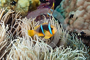 Clown Fish, Fiji