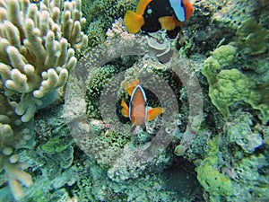 Clown fish on the great barrier reef