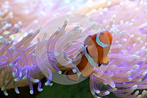 Clown Fish on Great Barrier Reef