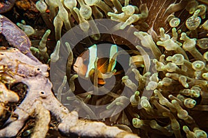 clown fish hiding in anemone