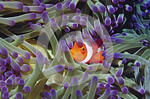 Clown fish hiding among sea anenomies